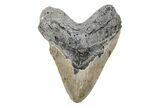 Fossil Megalodon Tooth - North Carolina #201936-1